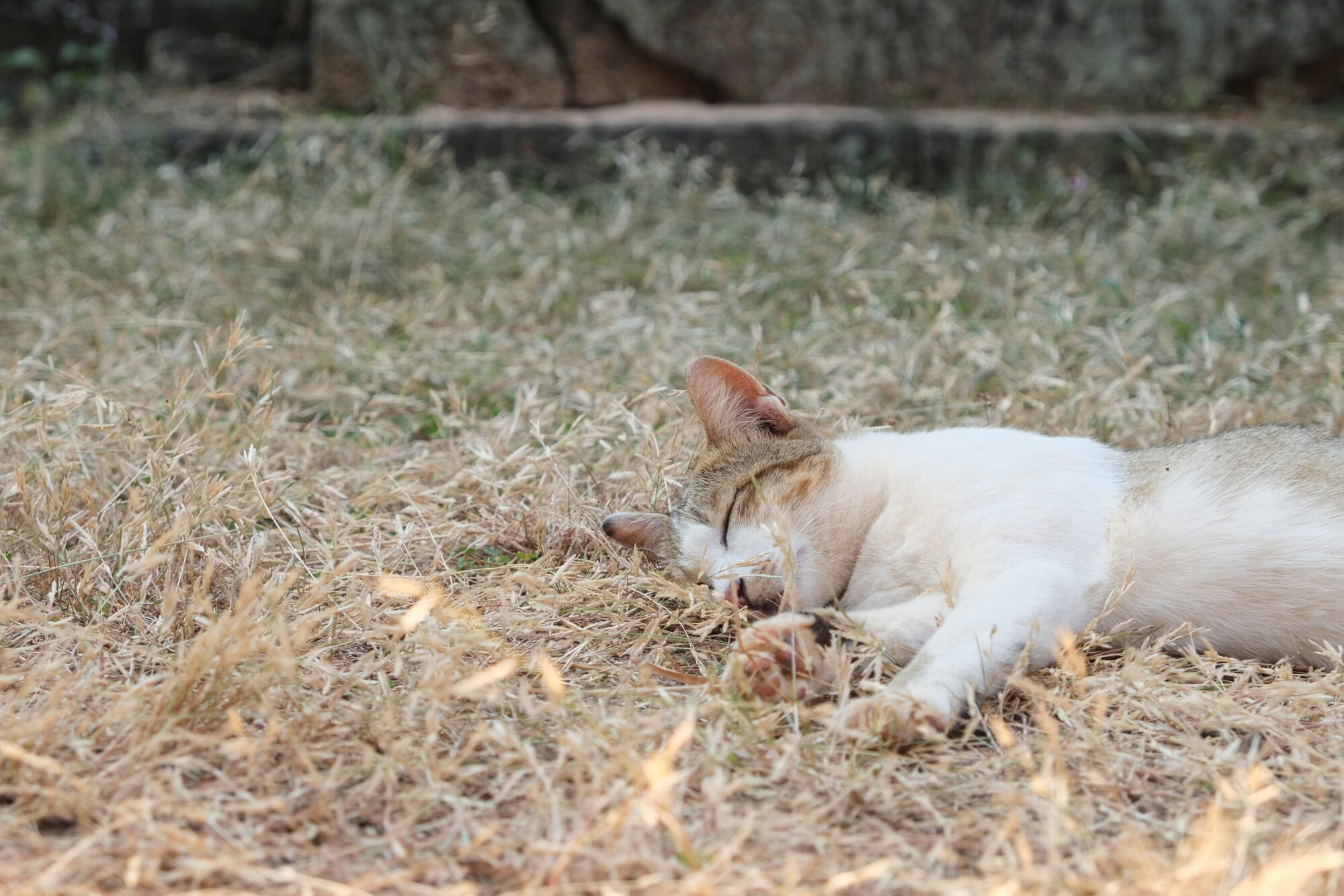 wp-1422243039216 image