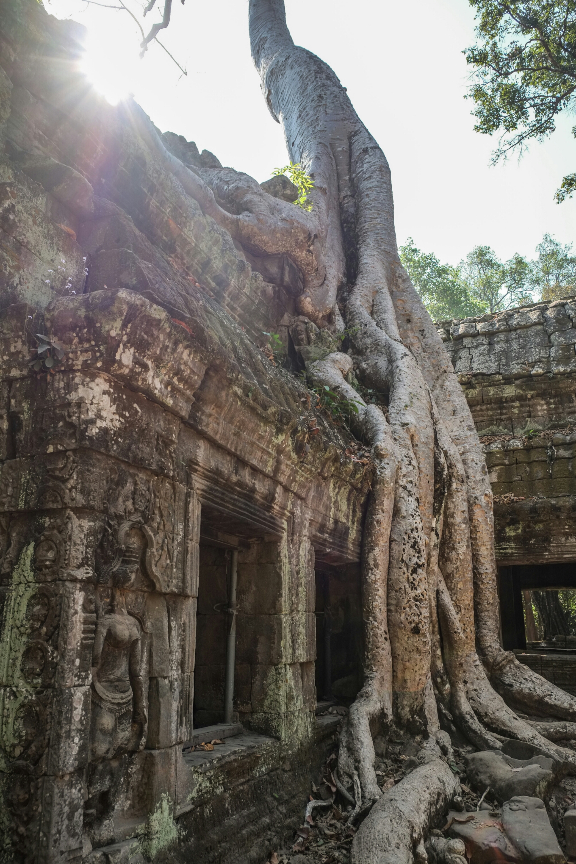Ta Prohm temple tree, Angkor image