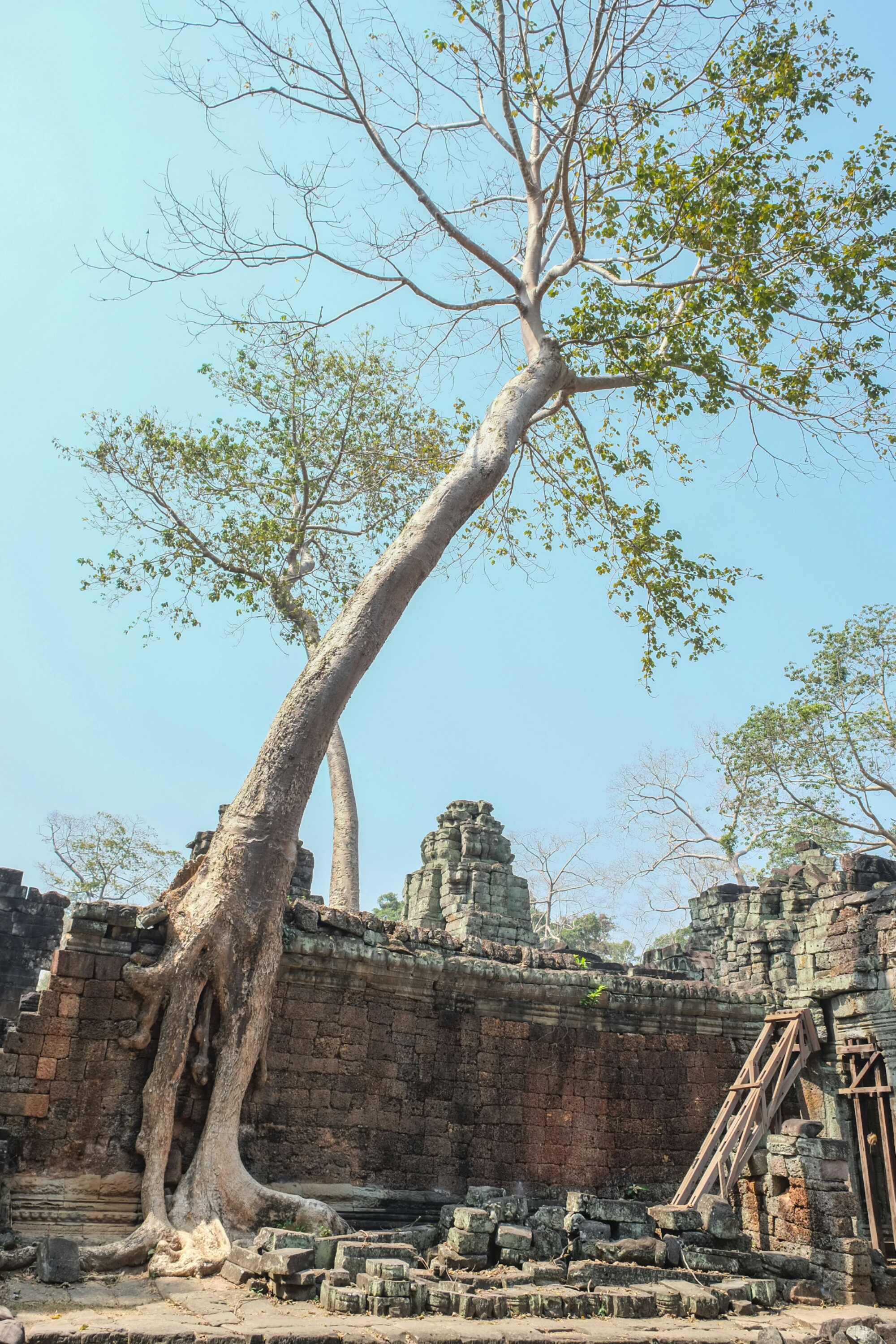 Temple Tree, Preah Khan Temple, Angkor image