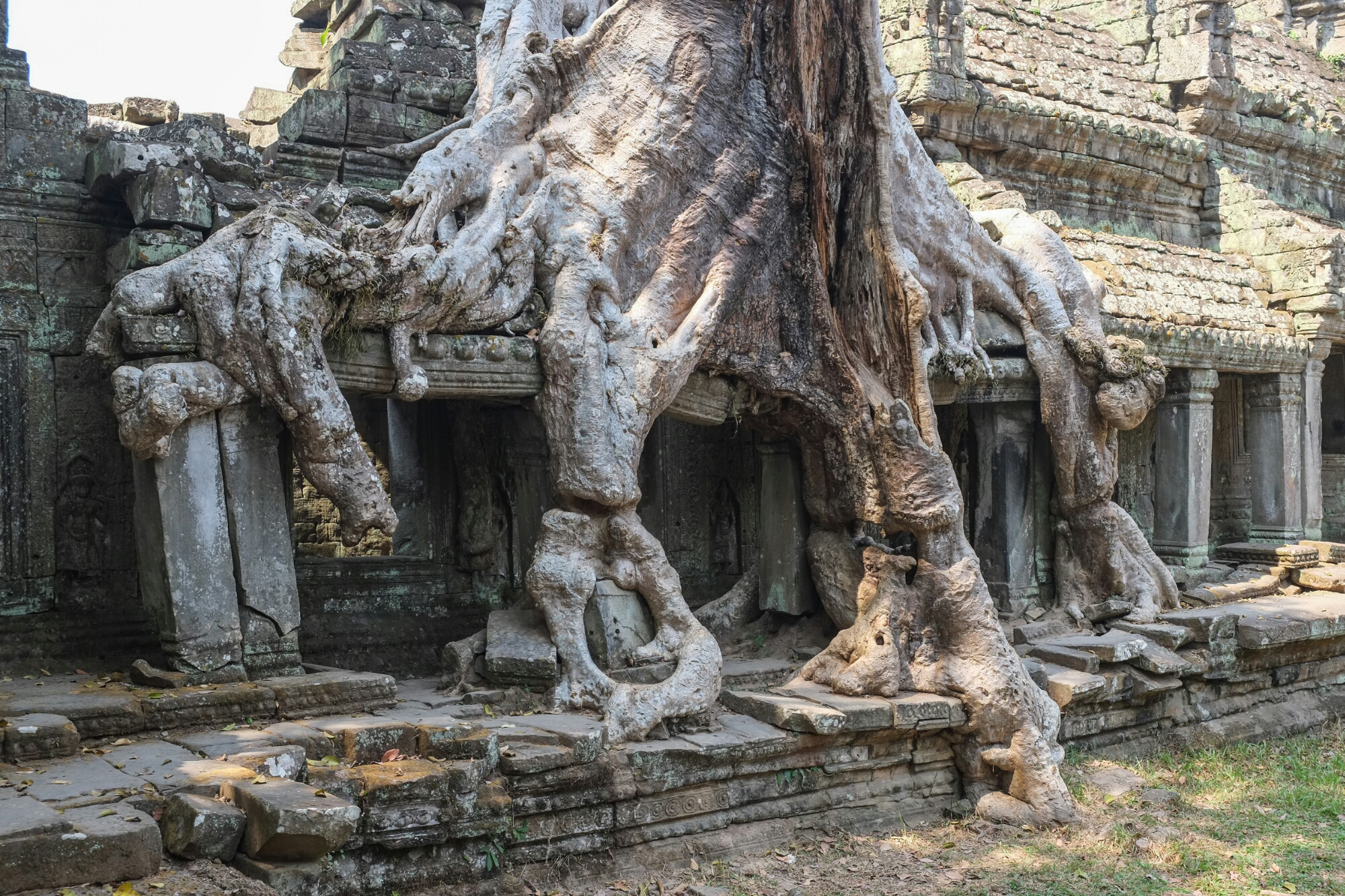 Tree, Preah Khan Temple, Angkor image