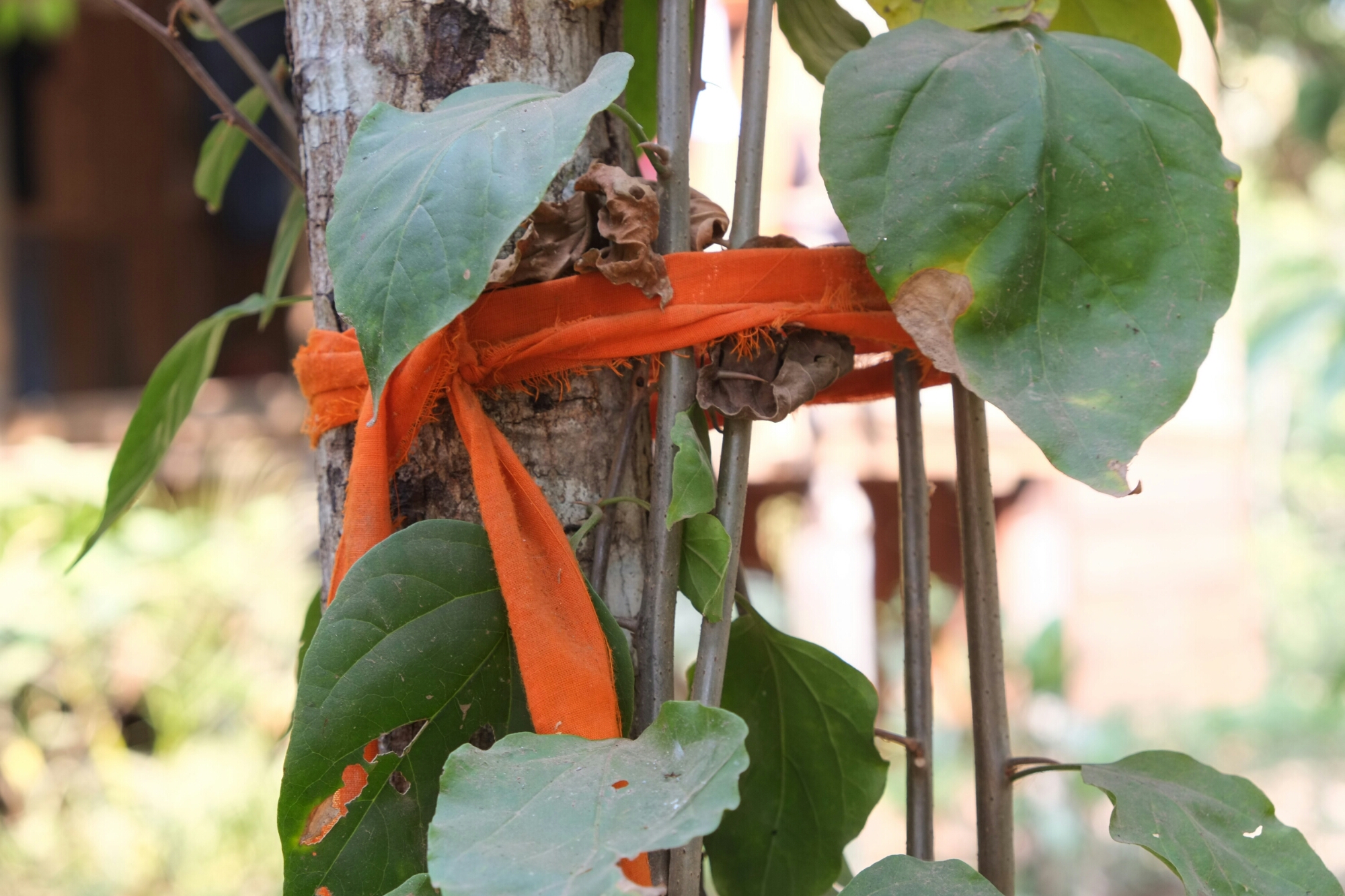 wp-1422495040545 image