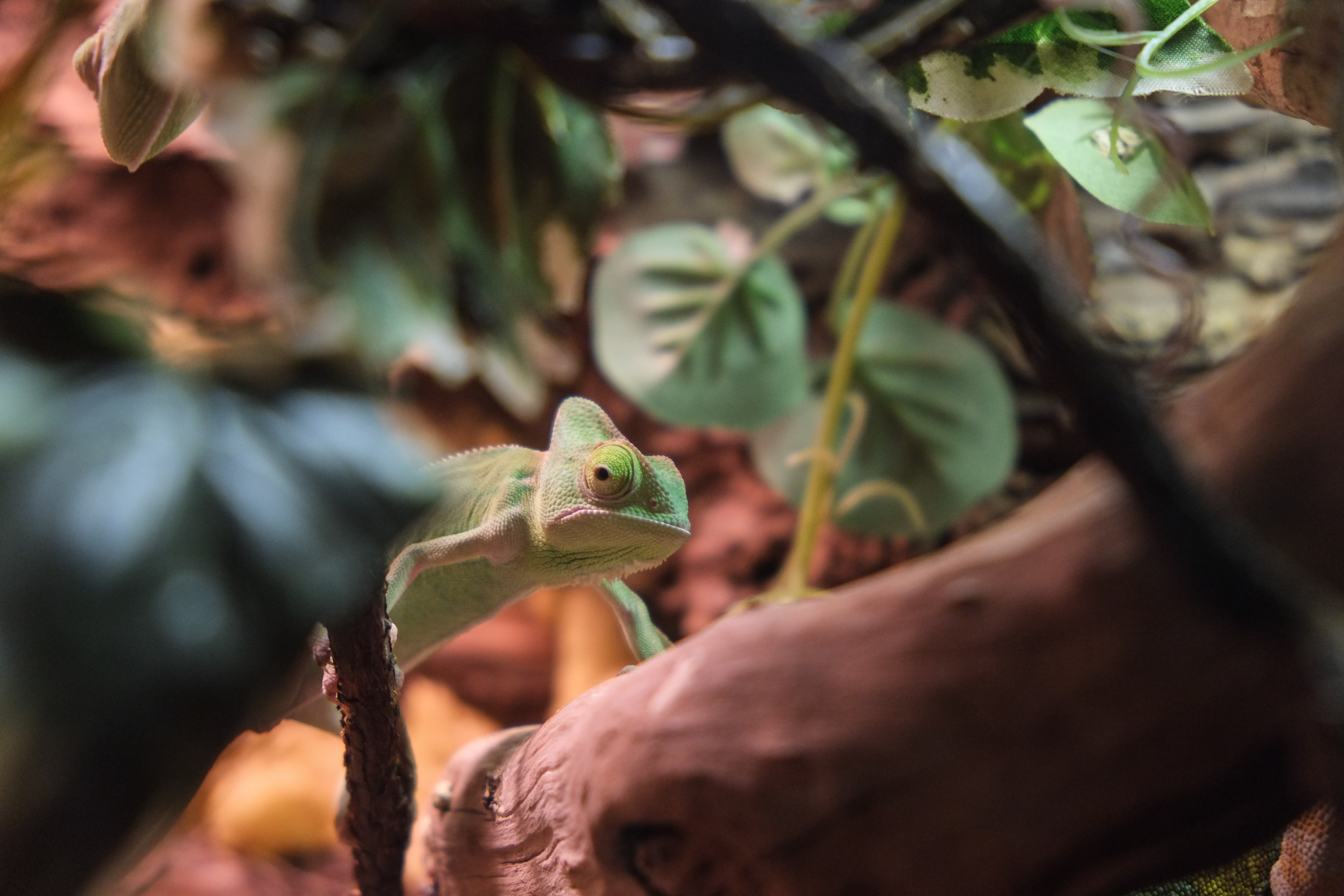 wp-1424260509035 image