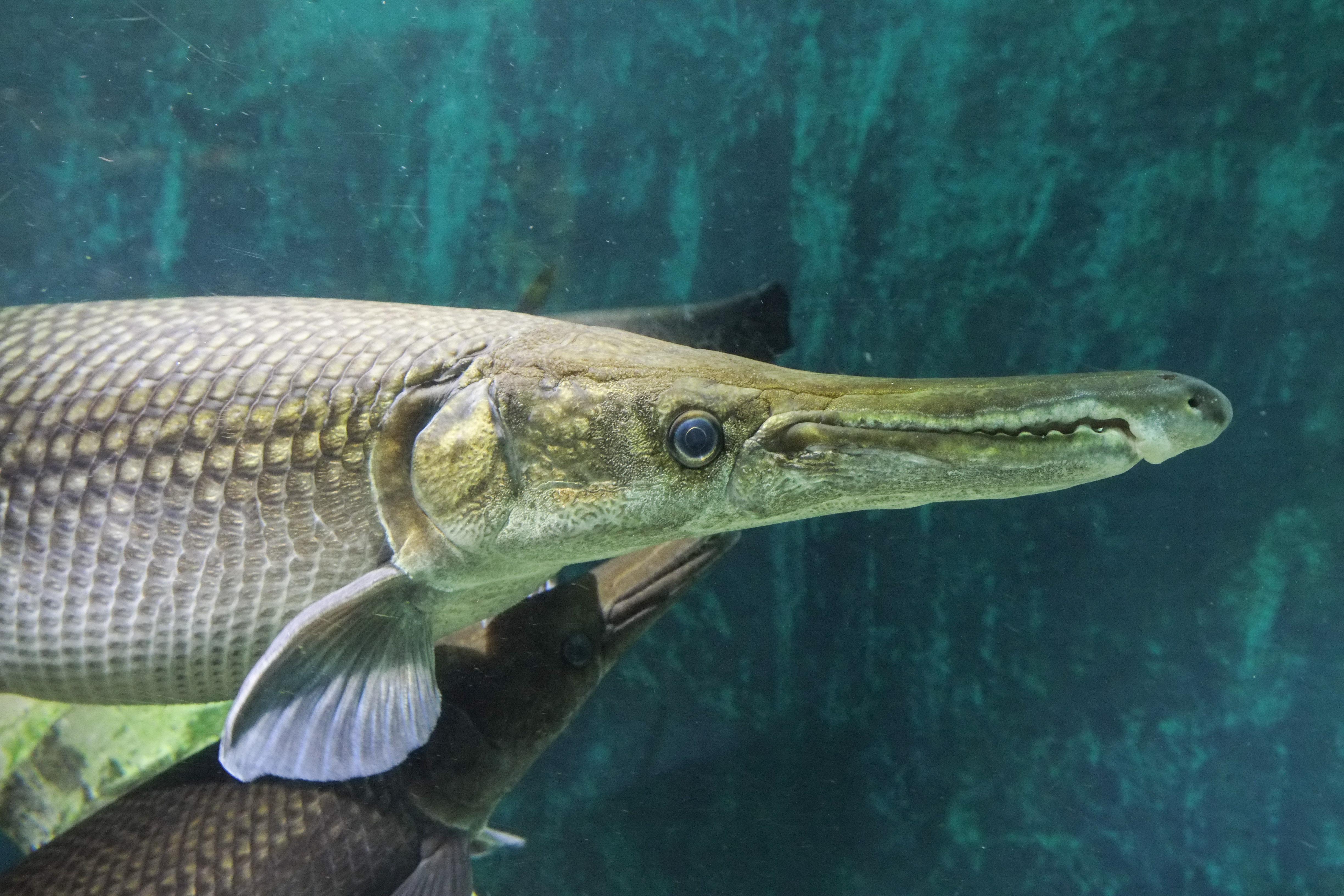 wp-1424260525959 image