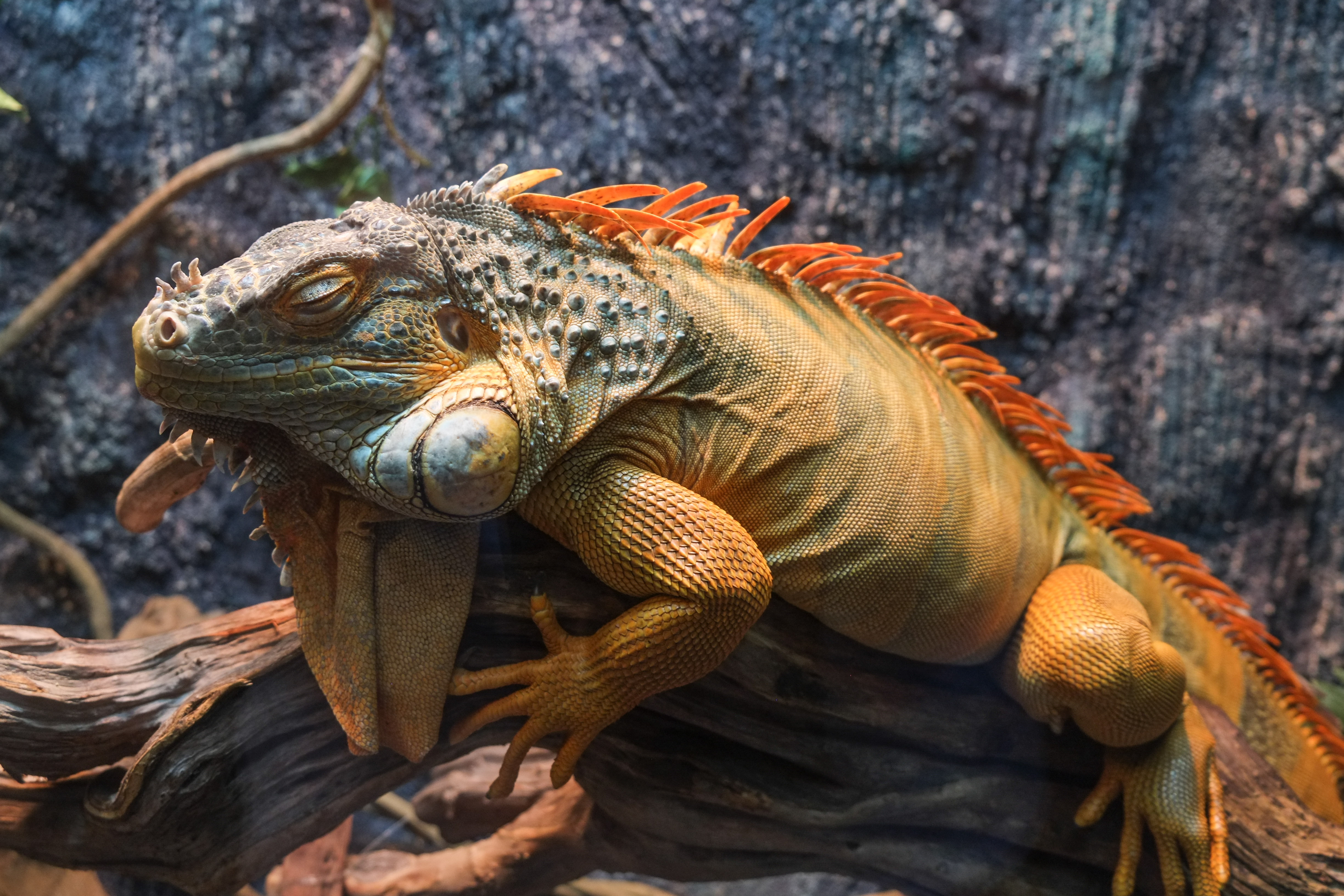 wp-1424260552689 image