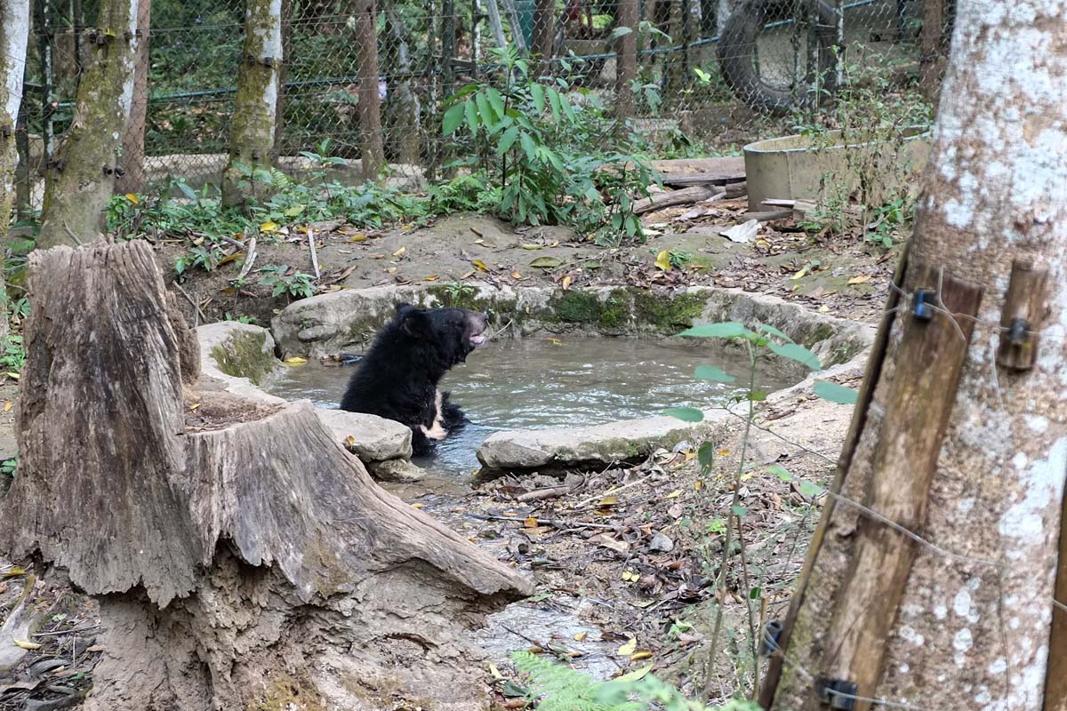 Kouang Si Bears image