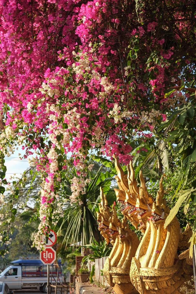 Nagas and Flowers Luang Prabang image