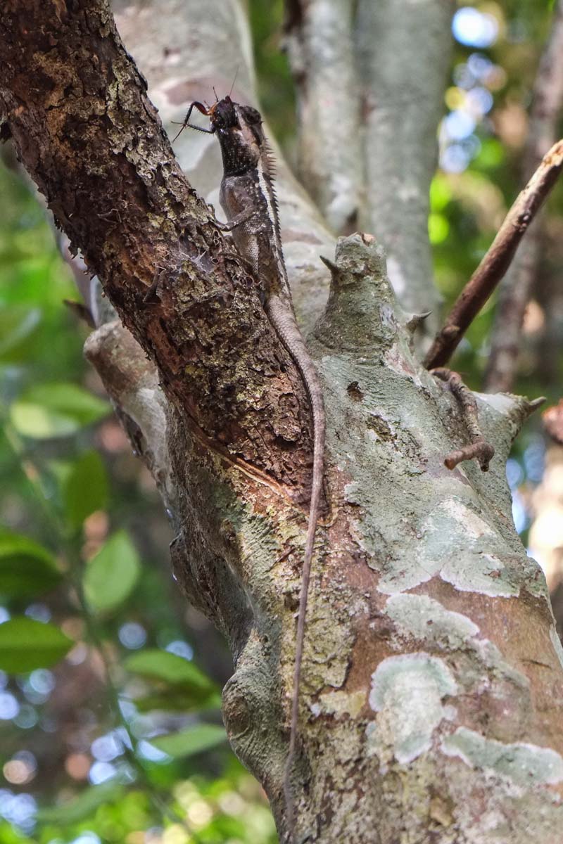 Vang Vieng Viewpoint image