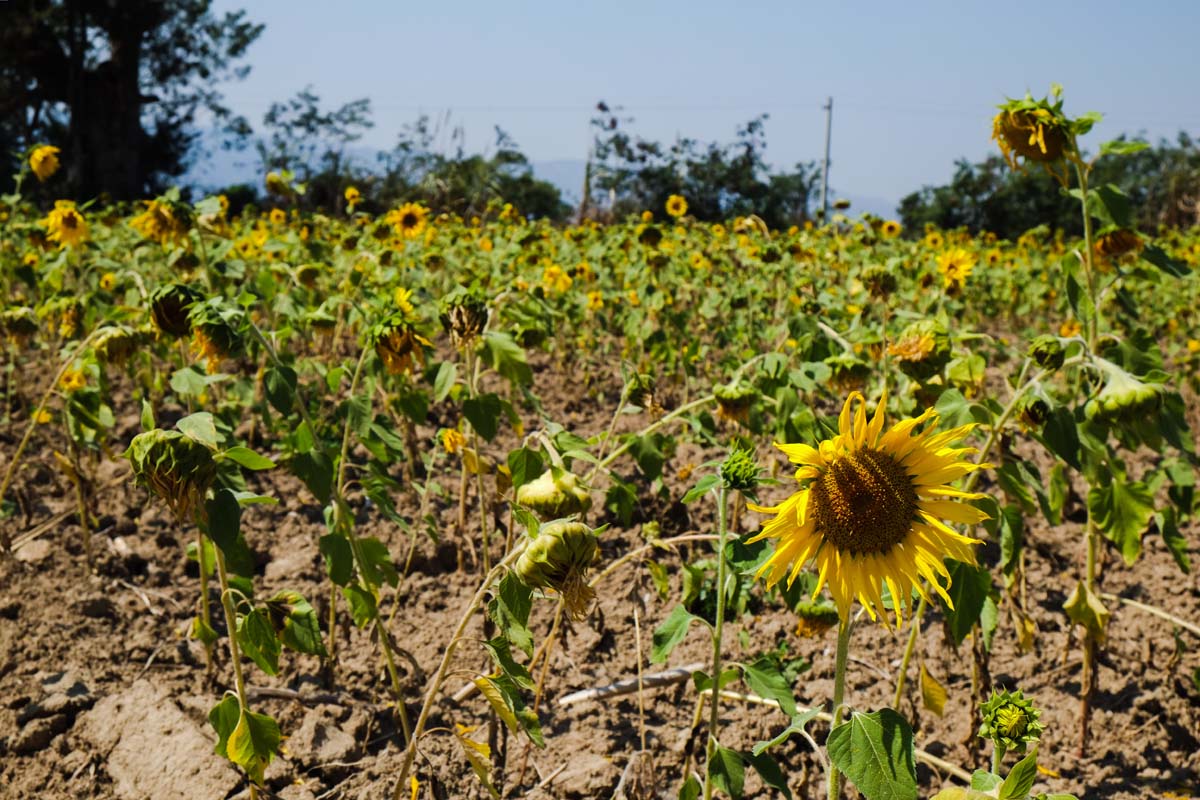 PSX_20150601_222341.jpg image