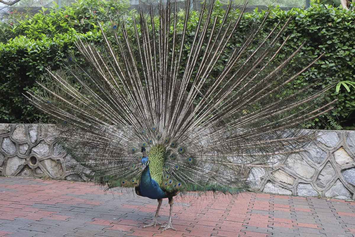 Poor peacock looking less than impressive