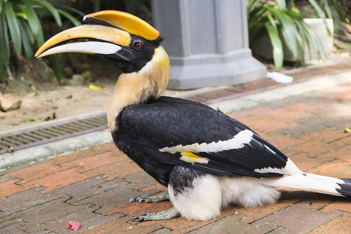 KL Bird Park Rhinoceros Hornbill