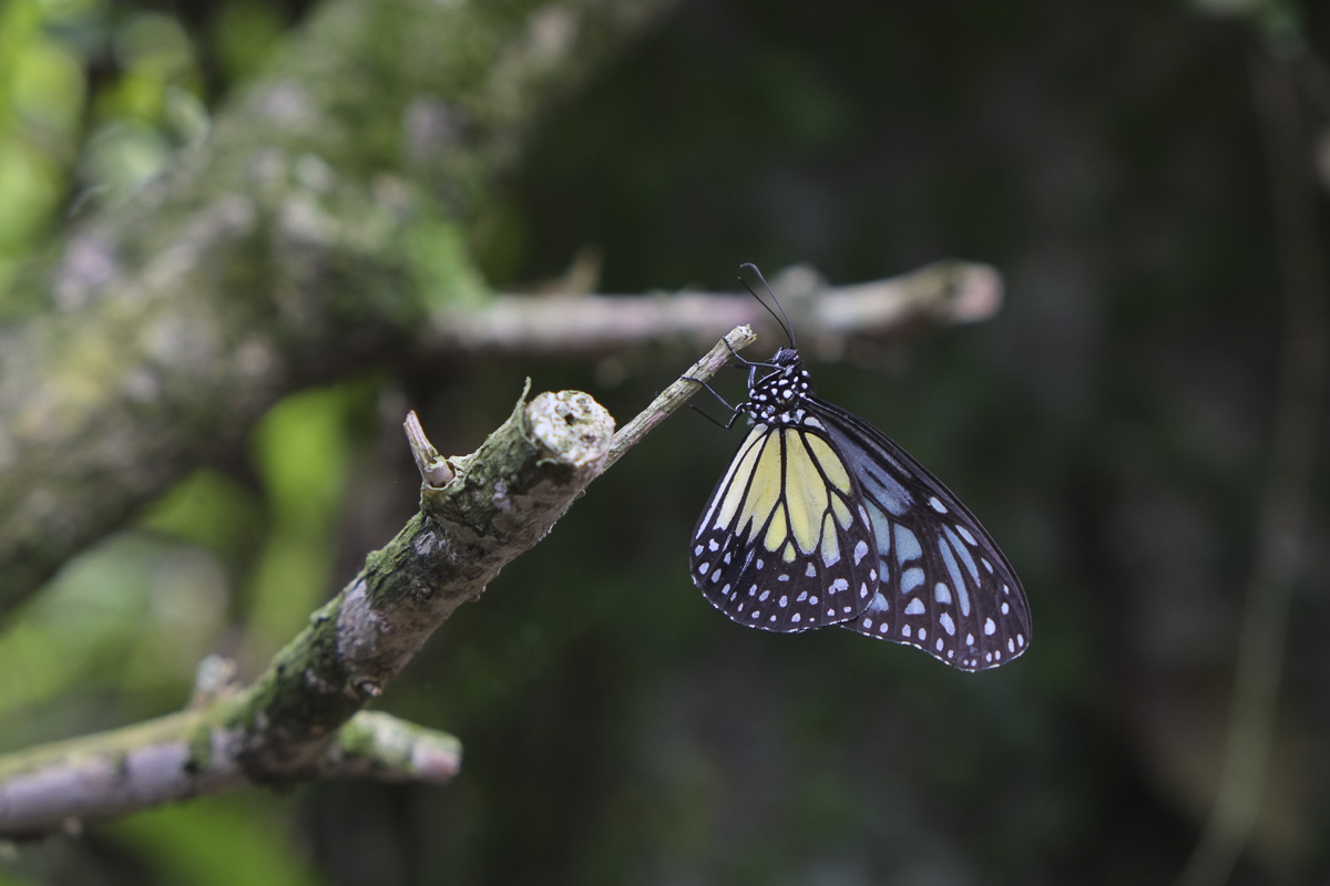 Kuala Lumpur Butterfly Park
