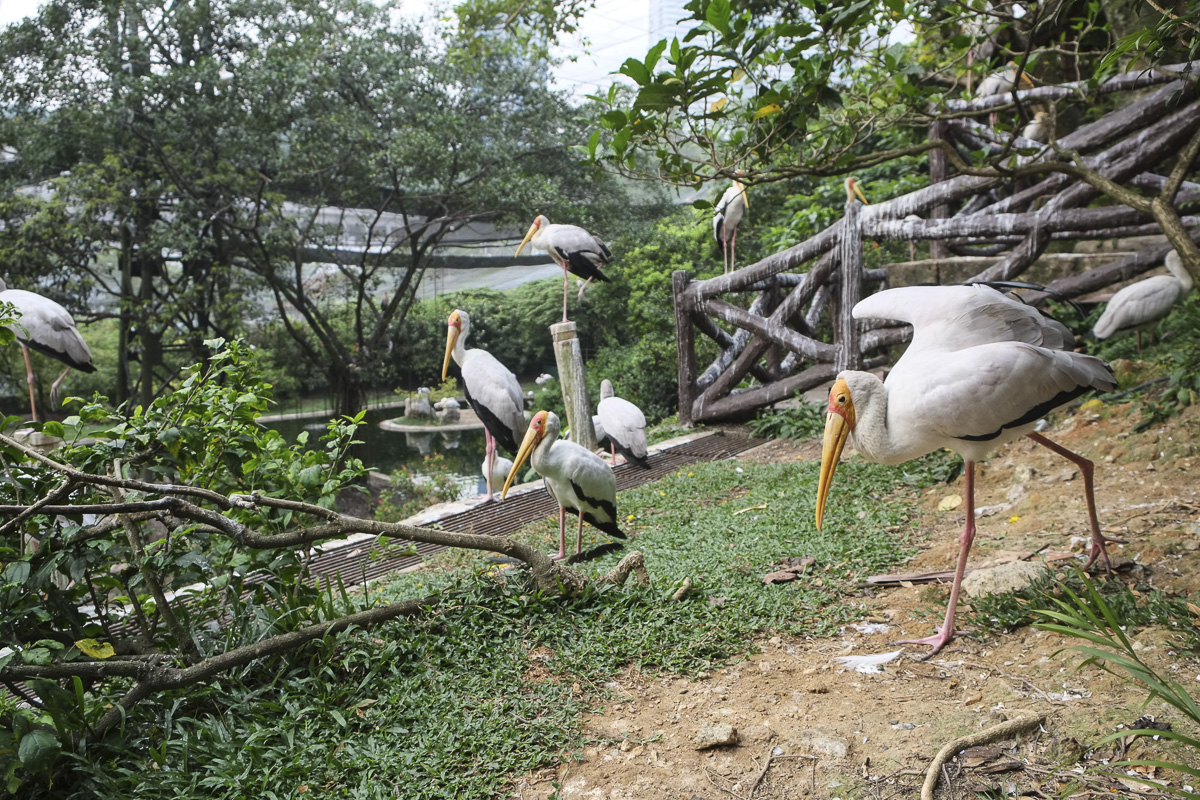 Kuala Lumpur Bird Park