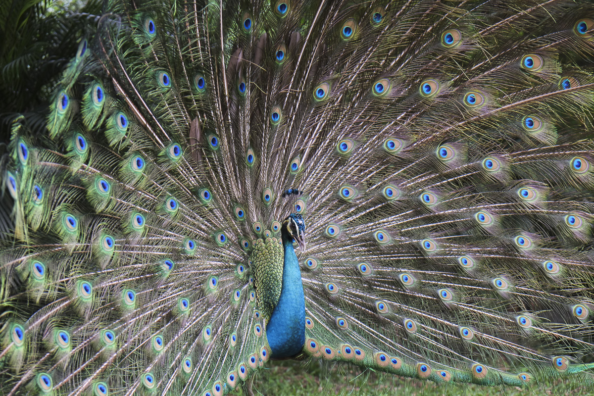 This peacock was much more impressive!
