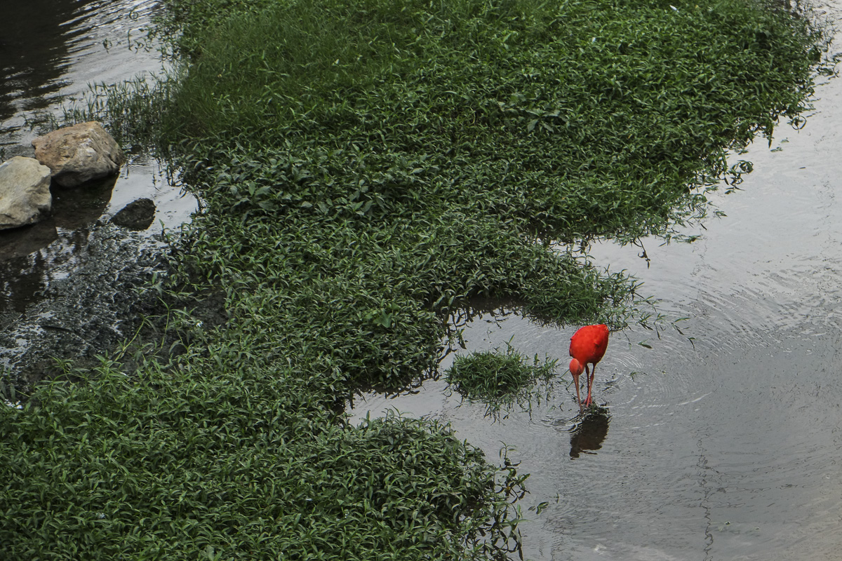 KL Bird Park Red Ibis