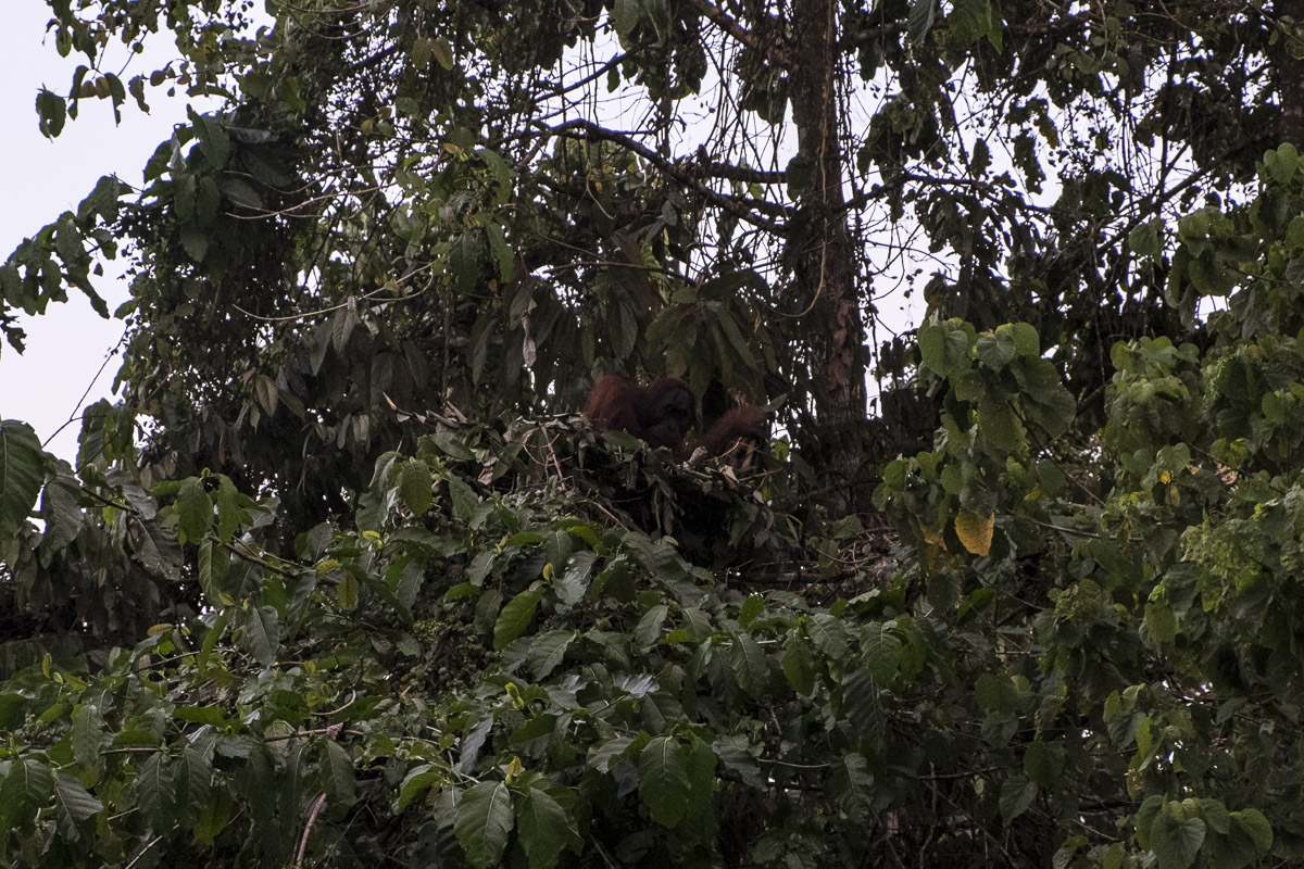 Our first glimpse of a wild orangutan