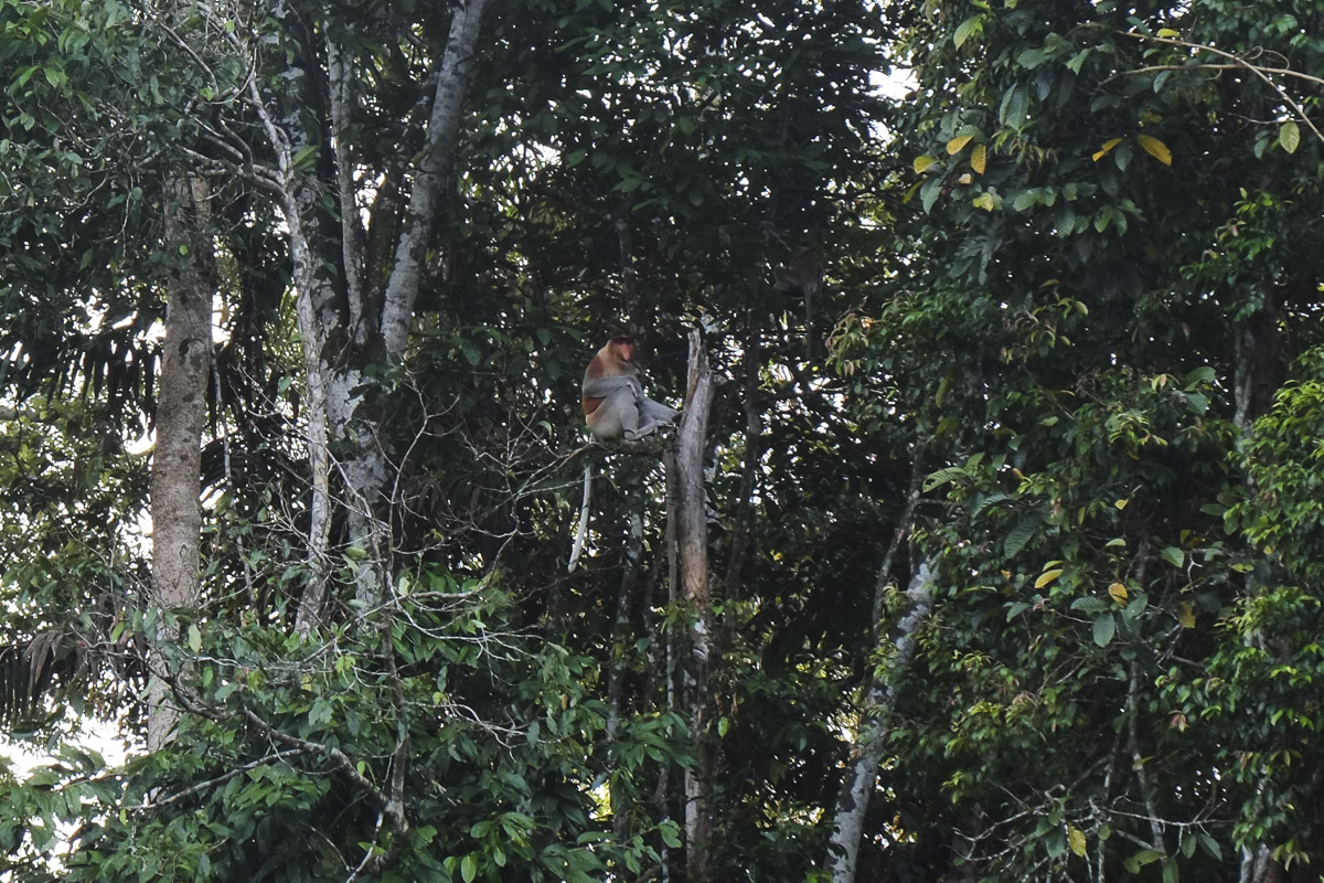 A male proboscis monkey
