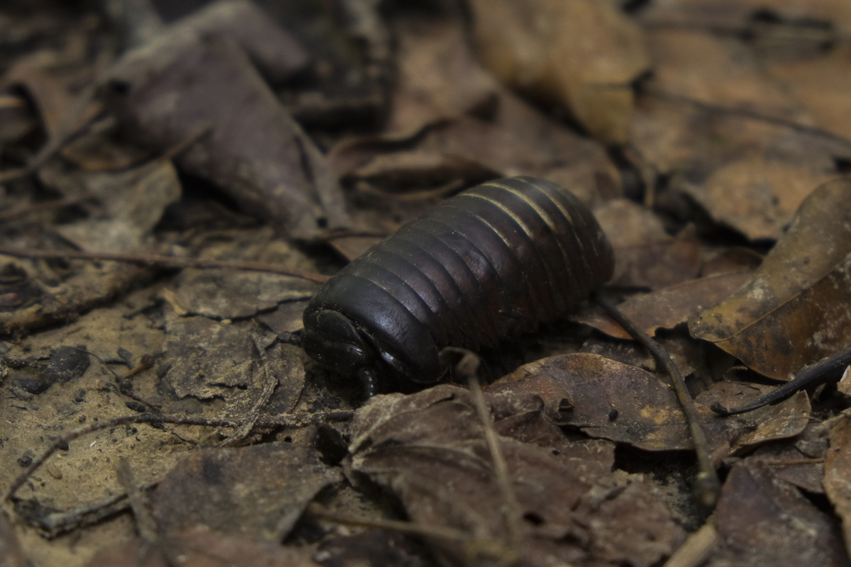 A pill bug in the undergrowth