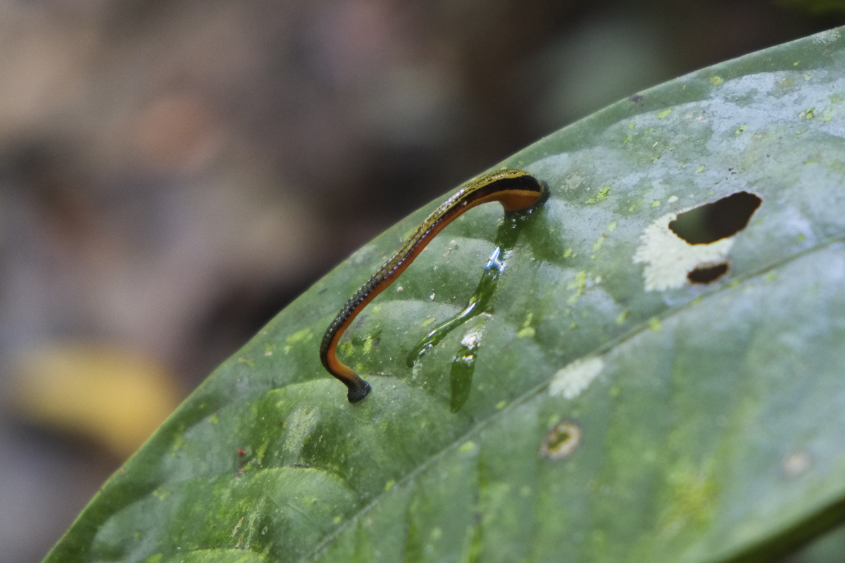 Watch out for the leeches!