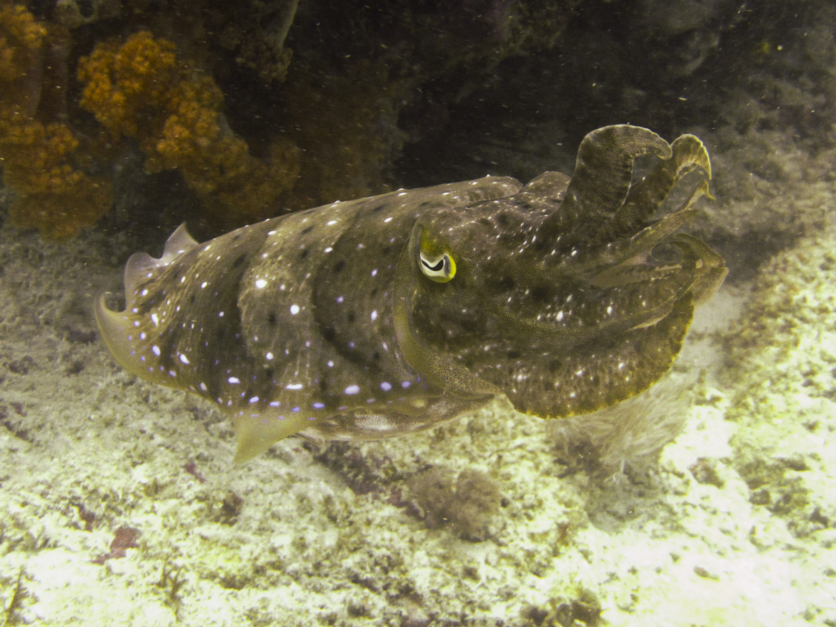 Cuttlefish at Siamil