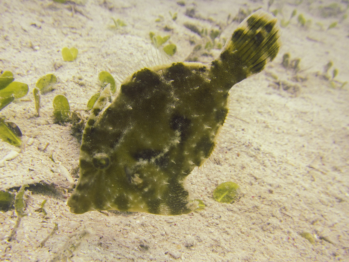 Leaf Fish hidden in plain sight
