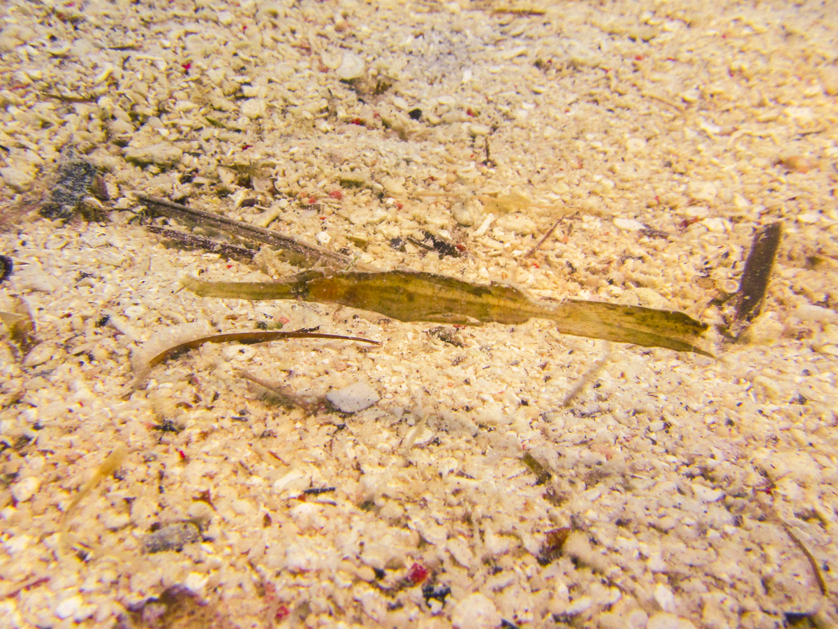 A Robust Ghost Pipefish - about 2cm long!