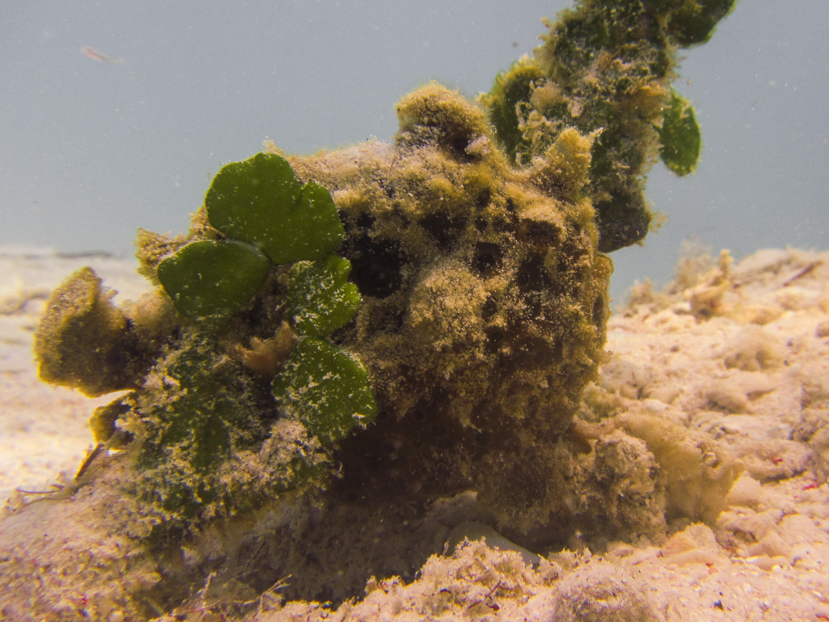 Spot the highly camouflaged frogfish!
